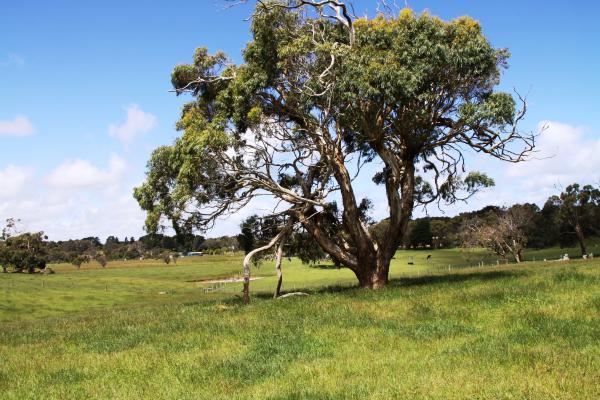 92 Nashs Road - approx. 40.59ha - Rural Living - Image# 8