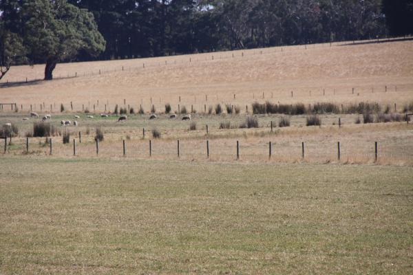 Prime Grazing Land - Approx. 16.398ha - Image# 4