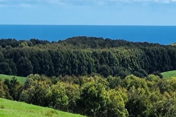 Cape Bridgewater - 40.1ha - Image# 12