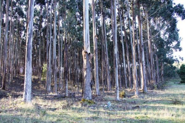 Agroforestry Investment Property - Image# 5