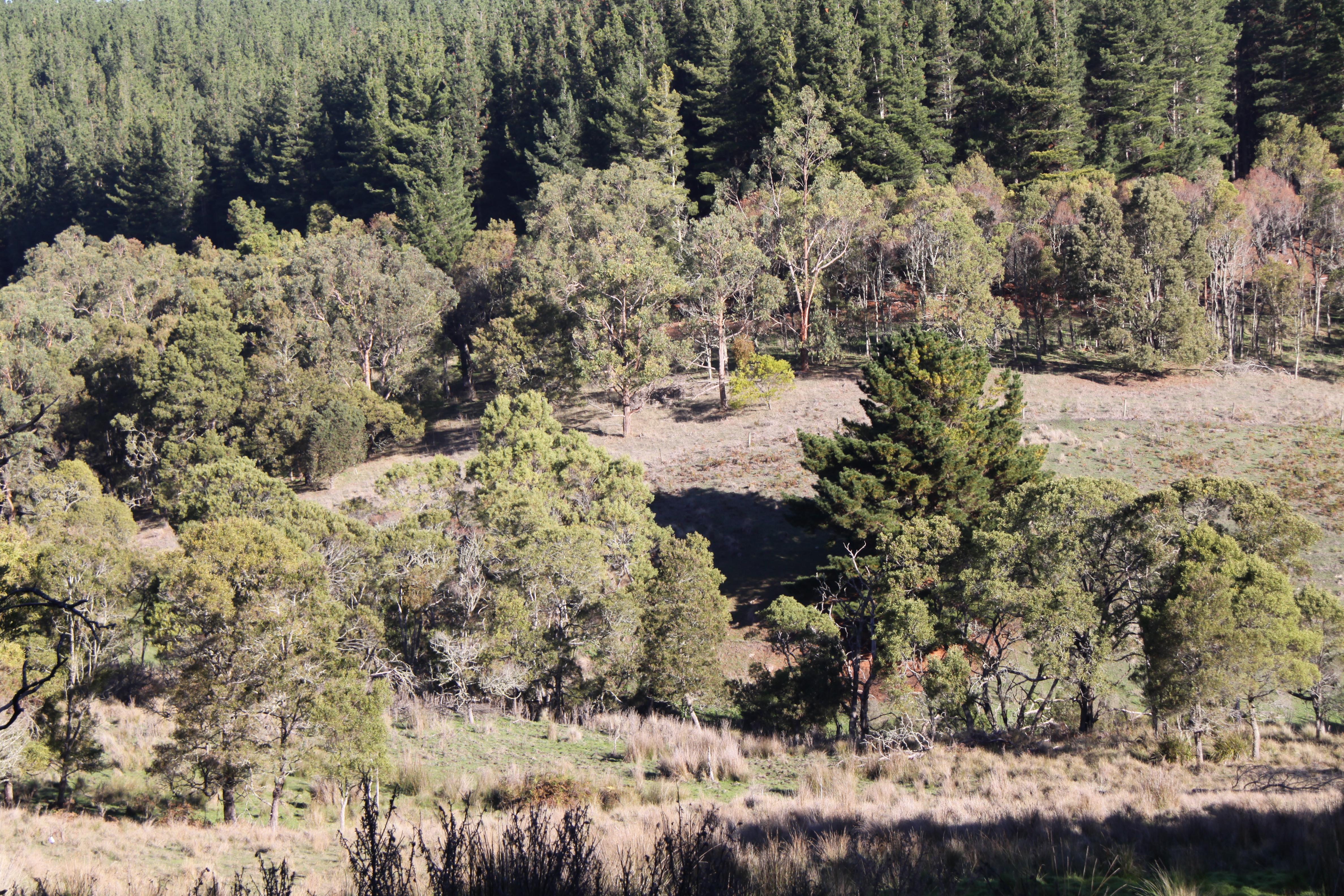 Greenwald Farm - approx. 48.6ha - Image# 12