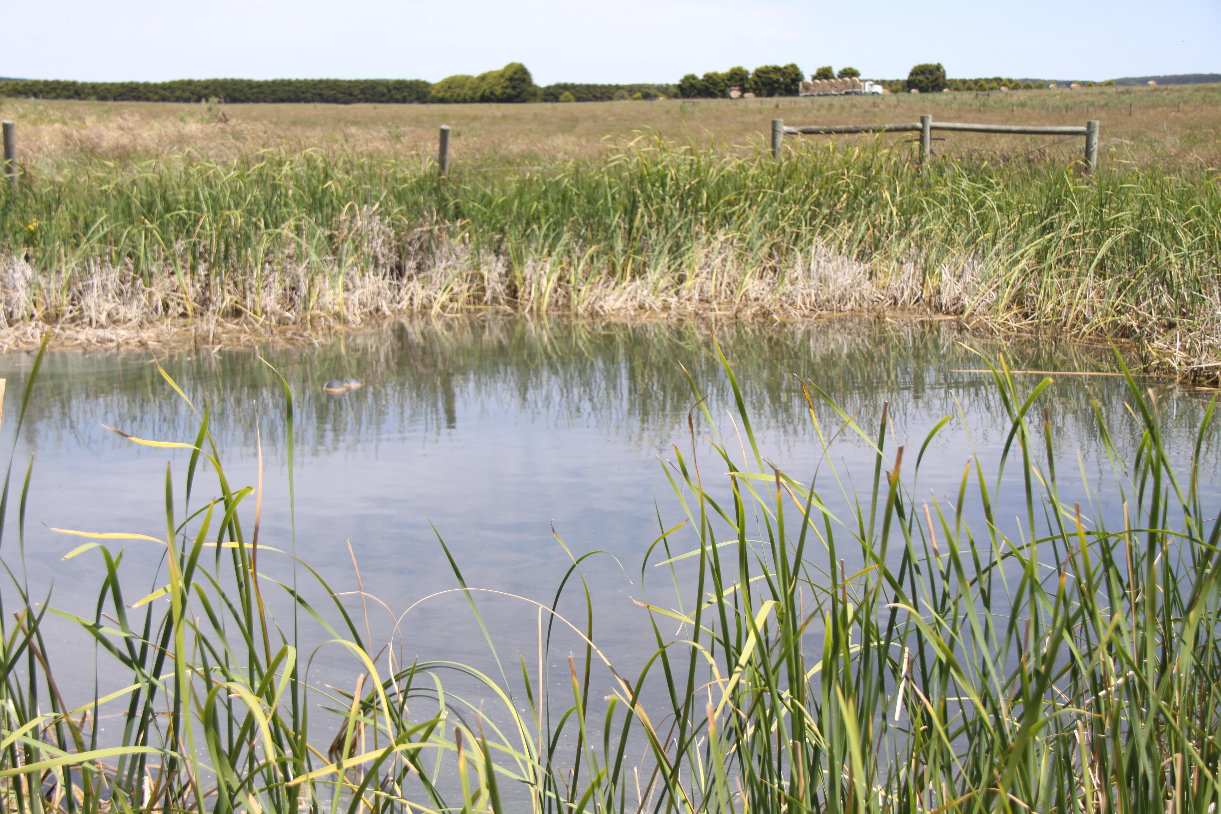 High Rainfall - Grazing - approx. 72.02ha - Image# 1