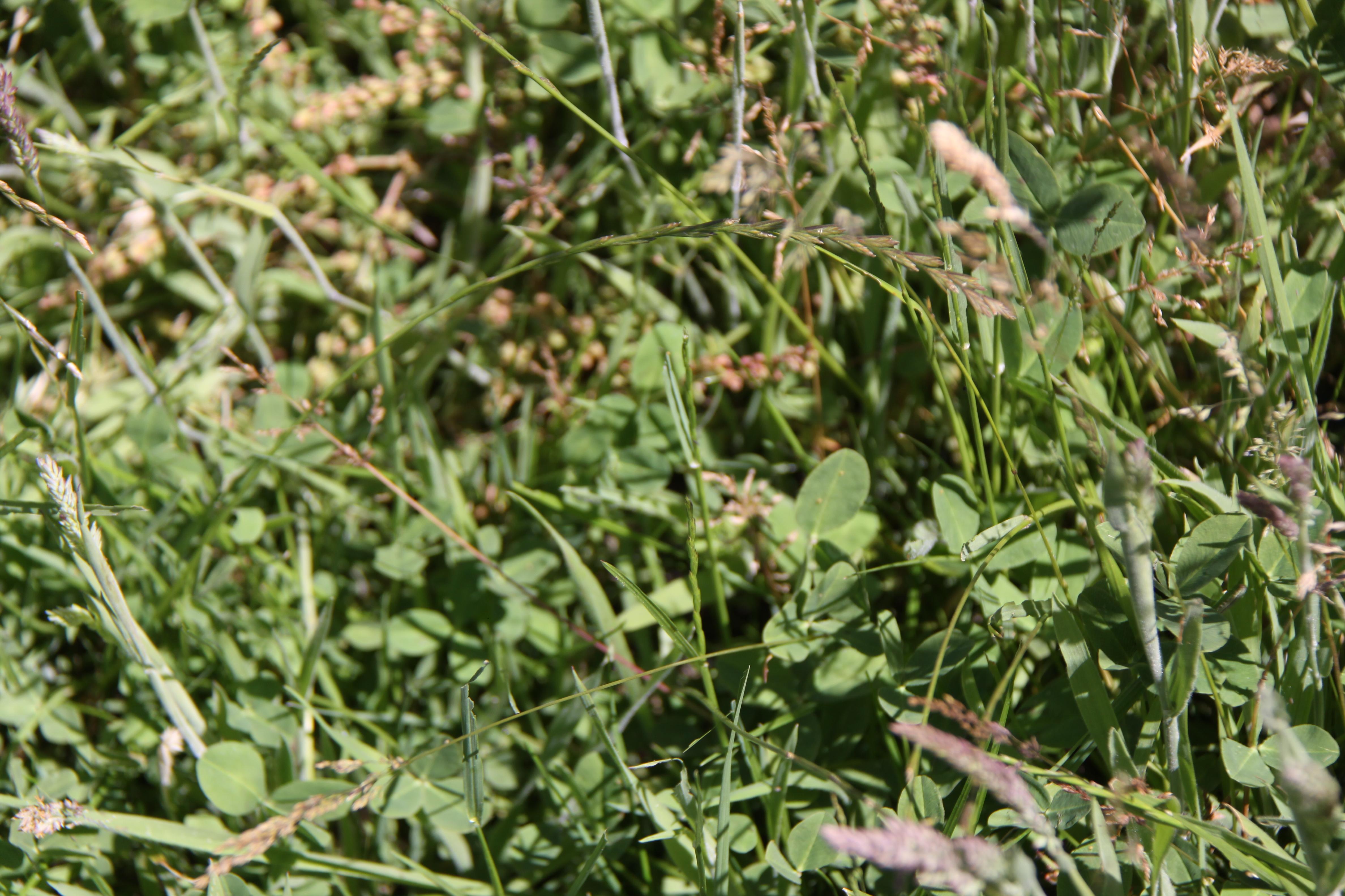 High Rainfall - Grazing - approx. 72.02ha - Image# 12