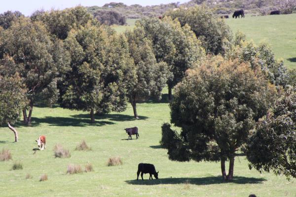 Cape Bridgewater Dream - Approx. 40.02ha - Image# 8