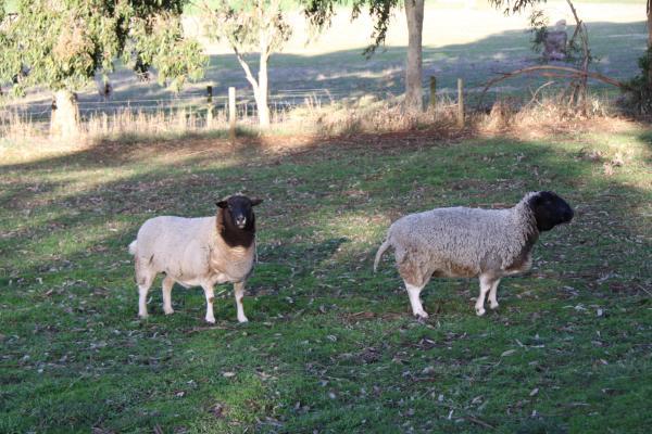 Featherbone Farm - Approx. 1.18ha - Image# 11